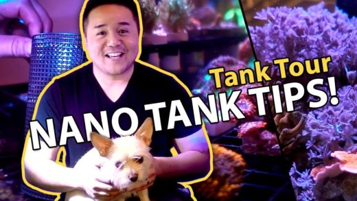 3 TIPS for a MIGHTY Nano Tank!! {tank tour}