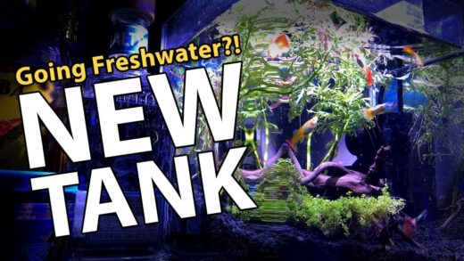 NEW Planted Guppies Tank!! **serious**