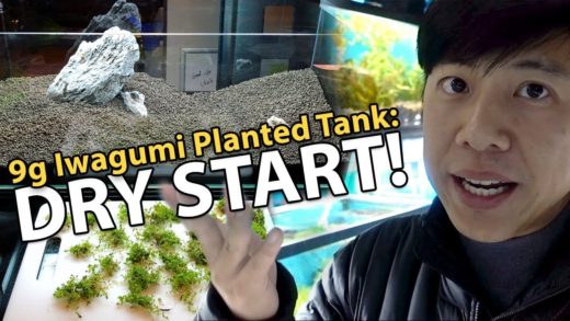 Iwagumi Planted Tank (Dry Start Method) / Dwarf Baby Tears vs. Monte Carlo