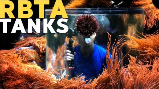 32 RBTAs Tank + Sea World RBTA tank!!