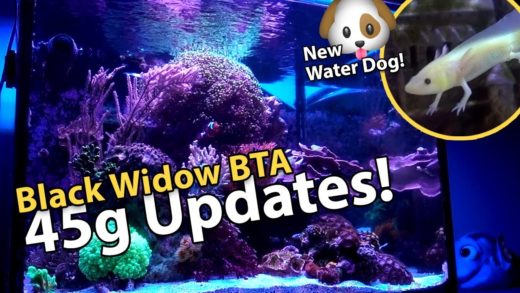 Black Widow BTA? Axolotls! Reef Jar! (45g - 5/12/2018)