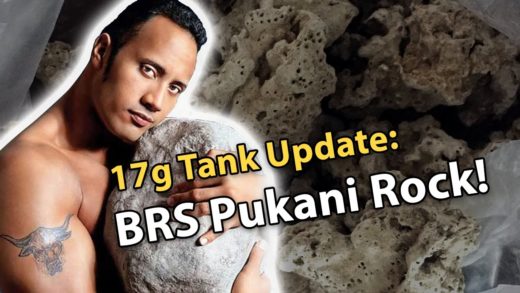 BRS Pukani Rock & I made a BIG mistake... 17g Tank Update 11/7/2016