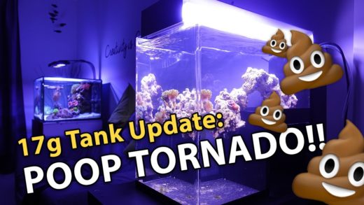 POOP TORNADO!! (17g - 12/29/2016)