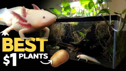 Axolotl Tank: SWEET POTATO as Nutrient Export?! 🍠 (Axolotl Tank - 5/31/2020)