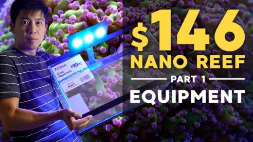 $146 Nano Reef: Equipment You Need (Part 1)