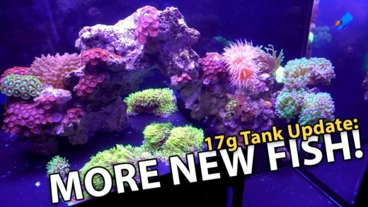 NEW FISH for the Drop-off Tank in 4K!! (17g - 4/16/2016)