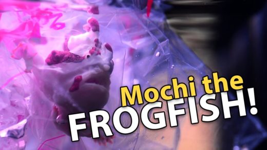 IT'S FINALLY HERE!! Frogfish Mochi!!