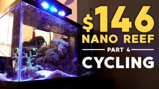 $146 Nano Reef: Cycling + Corals! (Part 4)