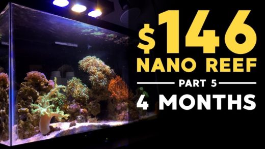 $146 Nano Reef: Sexy Shrimps, 4 Months Update! (Part 5)