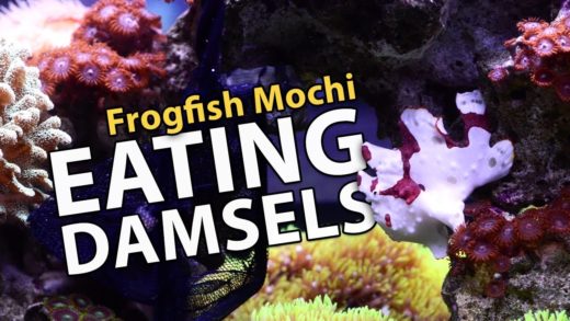 Frogfish EATING DAMSELS!! **savage** (17g - 7/13/2017)