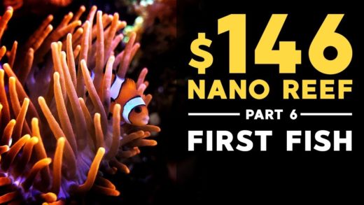 $146 Nano Reef: FIRST FISH!! (Part 6)