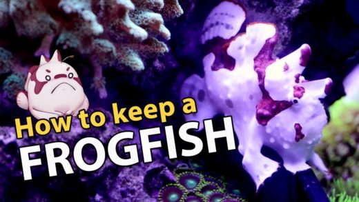 FROGFISH 101: The Frogfish Files (info heavy)