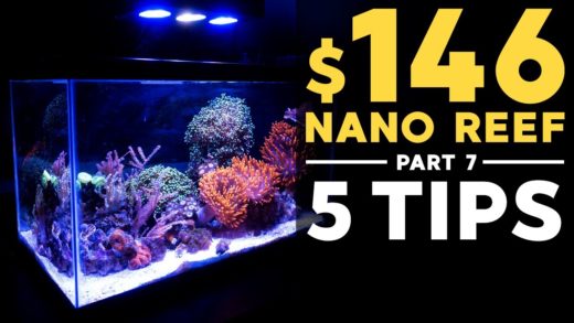 5 Tips that worked: $146 Nano Reef (Part 7)