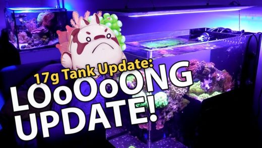 LooOOong Tank Update!! (17g - 10/29/2017)
