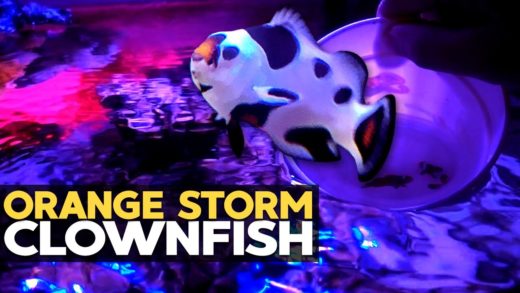 New Clownfish + 45g Update + 10g ICP Test Results (10g - 3/28/2020)