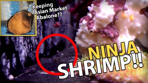 Rescuing Asian Market's Abalone, Feeding Frogfish Mochi, WAMAS Meeting!!