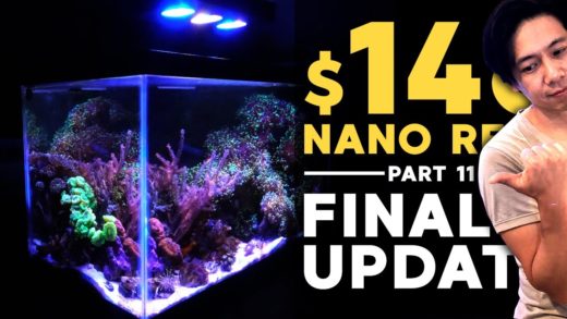 Breaking Down 10g Budget Nano Reef! 😭 + 135g Update! (10g - 5/3/2020)