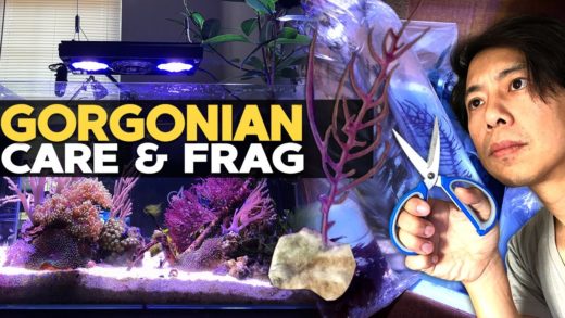 How to: Frag & Grow Gorgonian / Sea Fan!! 🌊