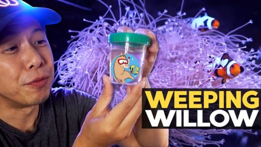 WE GOT IT!! Weeping Willow Leather Coral from BahamaLlama!! (135g - 9/6/2020)