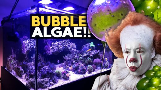 TROUBLES!! Removing Bubble Algae, Rescaping Mangrove Tank!