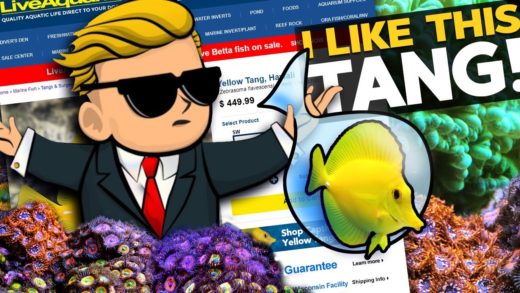 Crazy Yellow Tang Price!! reef aquarium's $GME & $AMC fish!! 🔷🙌