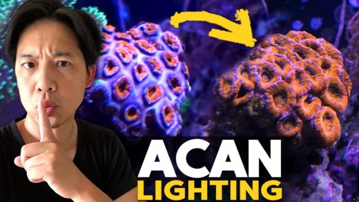 The Dark Hobby? Acan overexposure! PAR readings around the tank! Coral UV Glasses?!