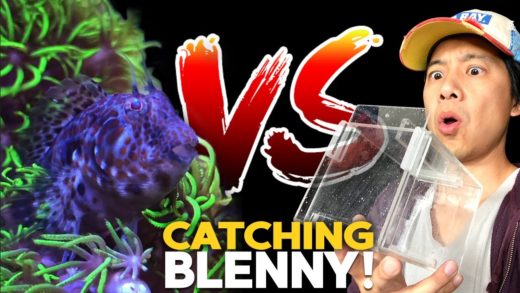 I got the WRONG FISH AGAIN! (Catching Blenny in a reef tank... AGAIN.)