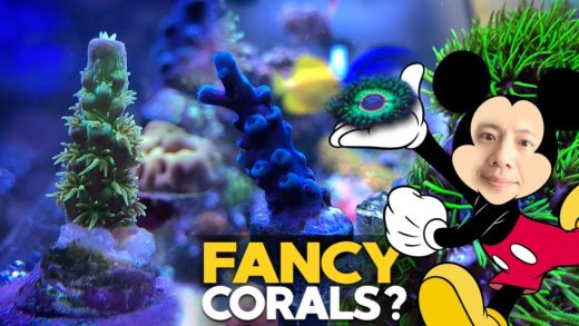 Dream [named] Corals - Walt Disney Tenuis, Little Shop of Horrors Zoa, Oregon Tort, and more!!