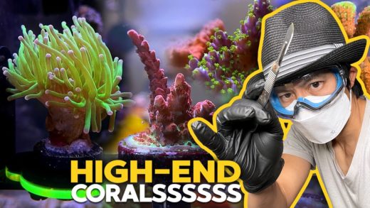 Fragging RISKY corals, $150 GMK Zoa, Adding more SPS, Maxima Clam!! (Top Shelf Aquatics Unboxing)