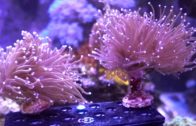 CAUTION: Lawnmower Blenny / Fragging Weeping Willow & Toadstool Coral, Visit Virginia Living Museum!