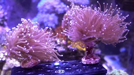 Re-plugging Torch Corals / Responses to last week's video.