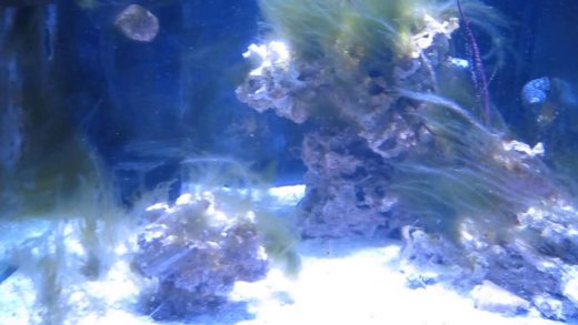 Tank Update - RIP, Snails & Hermits Dead on Arrival from Reefs2Go