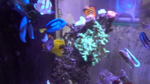 Random Reef Tank @ TaiTung (Taiwan)'s Night Market