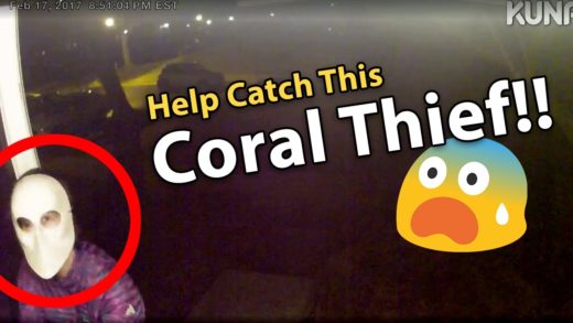 HELP CATCH CORAL THIEF!!