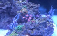 This is my most expensive coral.