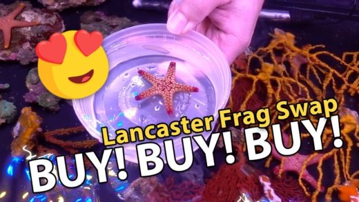 PAID $100 FOR ONE CORAL FRAG?! {Frag Swap @ Lancaster PA}