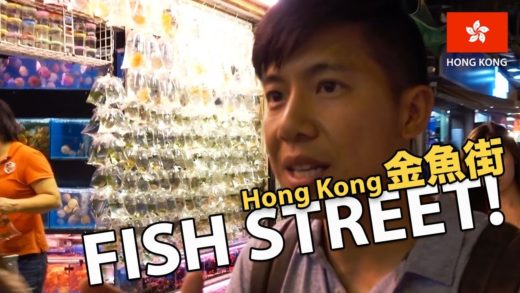 Fish & Corals Shopping in Hong Kong! (Goldfish Street 金魚街)