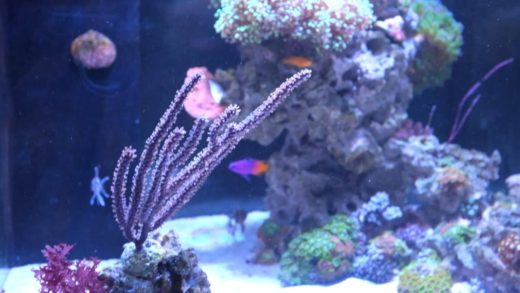 Tank Update - New Mocha DiVinic Clowns, Royal Gramma, Yellow Clown Goby, Frogspawn... etc etc