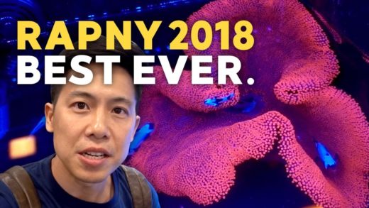 Walking Dendro! $1.5k BTA, $4k Musroom?!? (ReefaPalooza NY 2018)