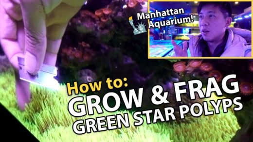 CARPETING Green Star Polyps {GROWTH TIPS!!}, Manhattan Aquarium