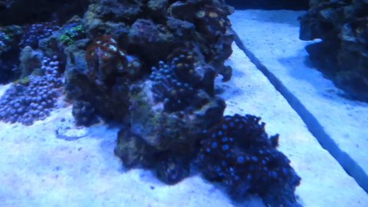 Things are looking bad - Zoanthids closed up, misc corals mad at me