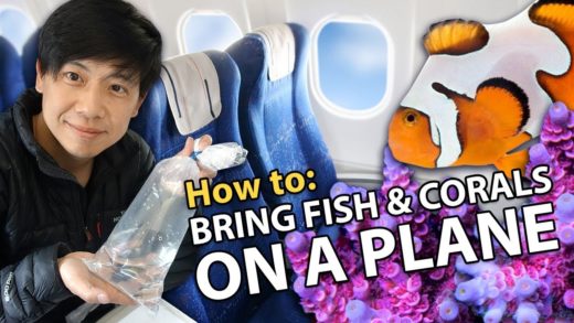 Bringing Fish & Corals on Airplane!! {HOW TO}