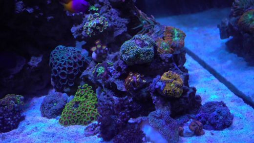 Latest additions & this is why I buy from local reefers! (RX100m4 4K video)