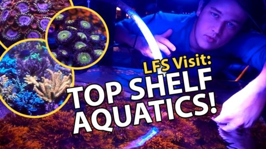 PRO TIPS: Zoa growth & Acro selection {Top Shelf Aquatics}