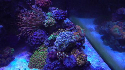 Tank Update 9/18/2015 - Bangaii no longer carrying eggs, Clownfishes hate each other?