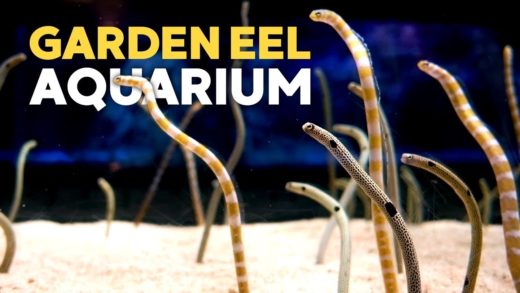 Garden Eel Tank + Takashi Amano Tanks @ Sumida Aquarium Tokyo Skytree