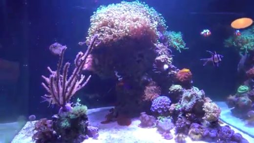 Tank Update 12/31/2015 - Final Video of 2015!!