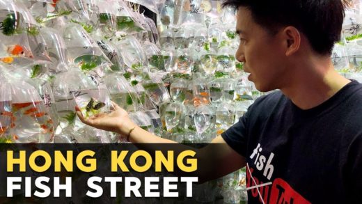 $250 GEM TANG?! Gold Fish Street in Hong Kong!! 金魚街