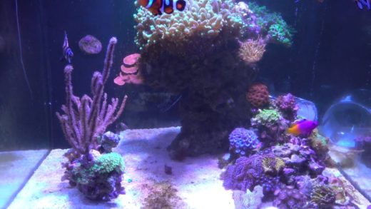 Tank Update 3/3/2016 - Yikes!  Algae bloom & trimmed back coral collection