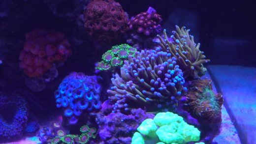 Tank Update 3/31/2016 - New corals!  Aussie Gold Torch, Kryptonite Candy Cane, and...!